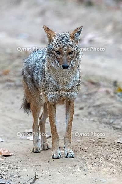 Indian jackal (Canis aureus indicus), a subspecies of the golden jackal, Kanha National Park, Tiger Reserve, Jabalpur, Madhya Pradesh, India [IBR123774765]