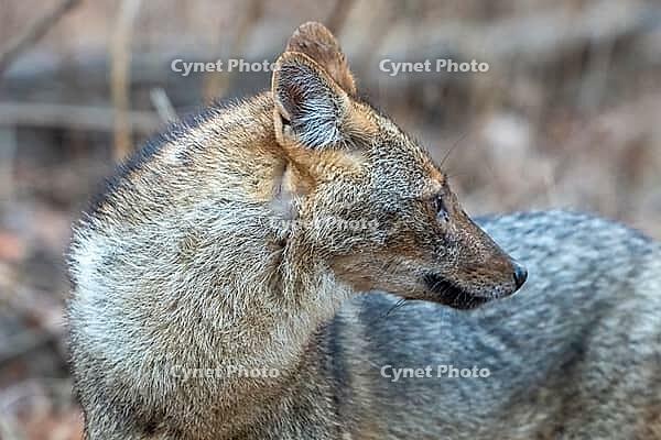 Indian jackal (Canis aureus indicus), a subspecies of the golden jackal, animal portrait, Kanha National Park, Tiger Reserve, Jabalpur, Madhya Pradesh, India [IBR123774766]