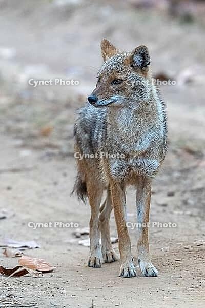 Indian jackal (Canis aureus indicus), a subspecies of the golden jackal, Kanha National Park, Tiger Reserve, Jabalpur, Madhya Pradesh, India [IBR123774767]