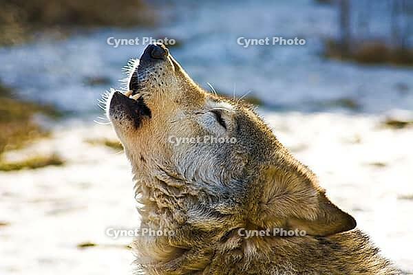 Head of wolf on snow, Moscow zoo [IBR123774768]