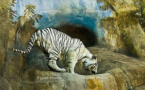 White bengal tiger (Panthera tigris), Moscow zoo [IBR123774769]