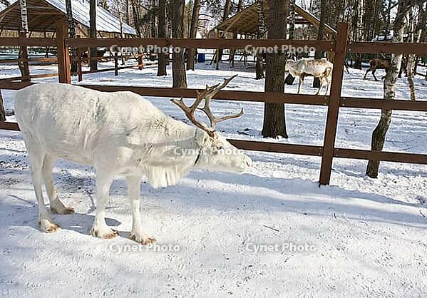 White deer standing on snow on deer's farm in forest, farm Northern deer, village Antziverovo, Moscow region, Russia [IBR123774770]