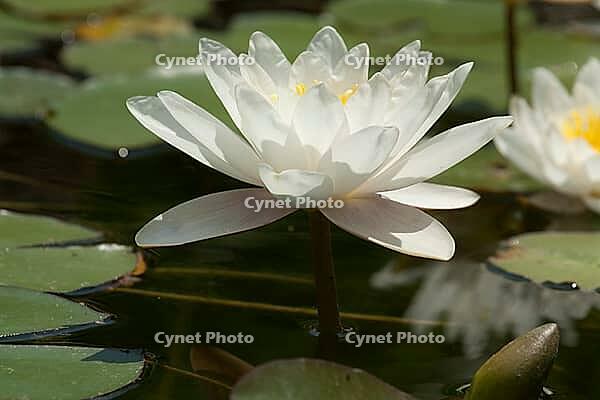 White water liliy on water of pond, lilium, recorded in Saint Constantine and Helena resort, Bulgaria [IBR123774771]