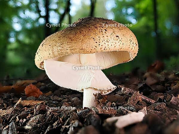 Mushroom pearl mushroom (Amanita rubescens), blurred background, North Rhine-Westphalia, Germany [IBR123774779]