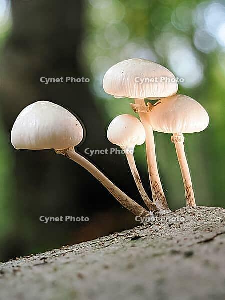Mushroom slime mould (Oudemansiella), blurred background, North Rhine-Westphalia, Germany [IBR123774780]