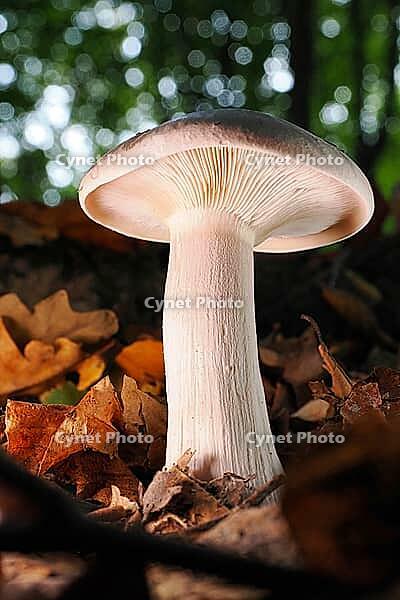 Mushroom Clouded funnel fungus (Lepista nebularis), Blurred background, North Rhine-Westphalia, Germany [IBR123774781]