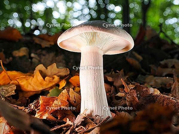 Mushroom Clouded funnel fungus (Lepista nebularis), Blurred background, North Rhine-Westphalia, Germany [IBR123774782]