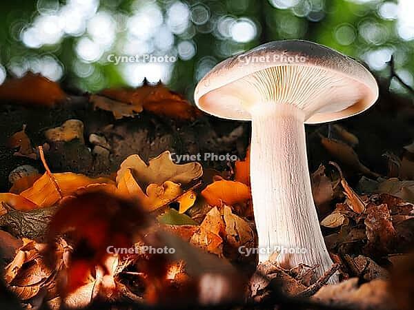 Mushroom Clouded funnel fungus (Lepista nebularis), Blurred background, North Rhine-Westphalia, Germany [IBR123774783]