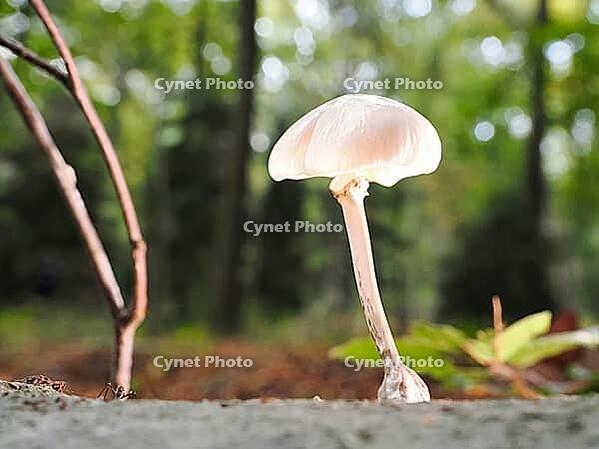 Mushroom slime mould (Oudemansiella), blurred background, North Rhine-Westphalia, Germany [IBR123774784]