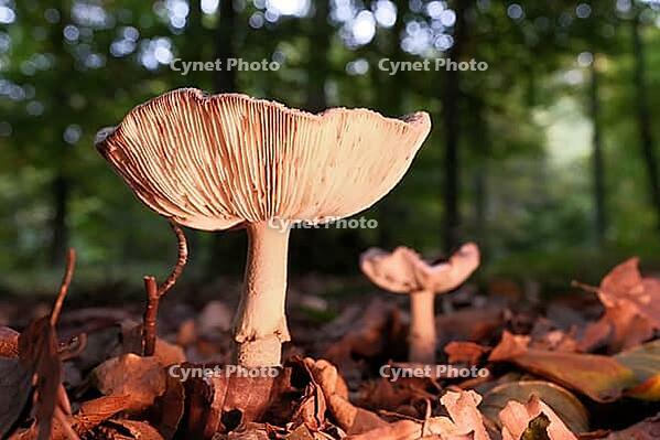 Mushroom pearl mushroom (Amanita rubescens), blurred background, North Rhine-Westphalia, Germany [IBR123774785]