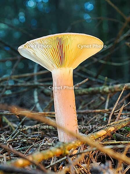 Mushroom Lactarius rufus (Lactarius rufus, blurred background, North Rhine-Westphalia, Germany [IBR123774788]