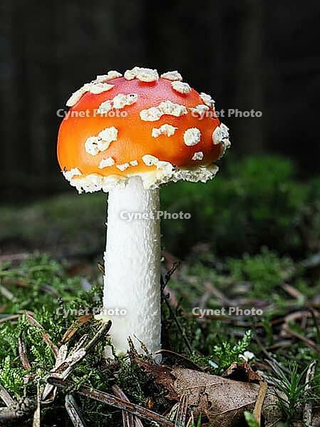Small fly agaric (Amanita muscaria), blurred background, North Rhine-Westphalia, Germany [IBR123774790]