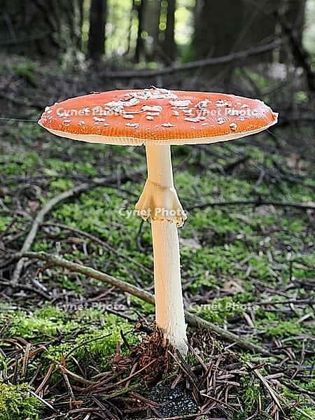 Red fly agaric (Amanita muscaria), blurred background, North Rhine-Westphalia, Germany [IBR123774791]