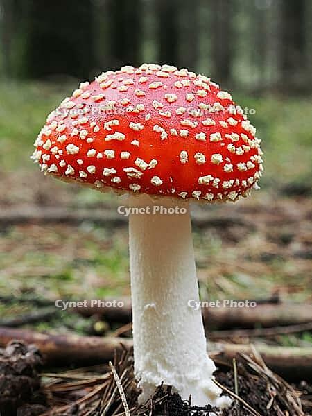 Red fly agaric (Amanita muscaria), blurred background, North Rhine-Westphalia, Germany [IBR123774792]
