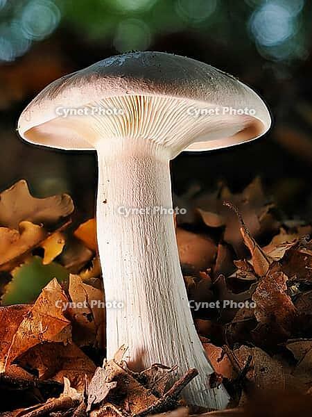 Mushroom Clouded funnel fungus (Lepista nebularis), Blurred background, North Rhine-Westphalia, Germany [IBR123774793]