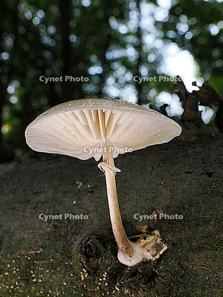 Mushroom Grubigen Wurzelrübling (Hymenopellis radicata), blurred background, North Rhine-Westphalia, Germany [IBR123774794]