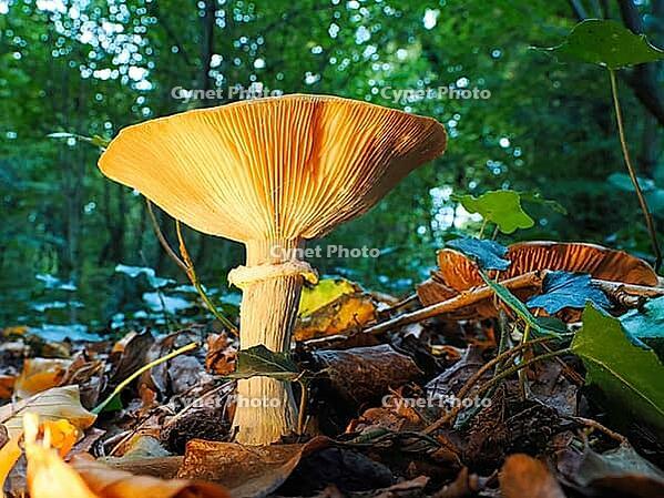 Mushroom Hallimasch (genus Armillaria), blurred background, North Rhine-Westphalia, Germany [IBR123774795]