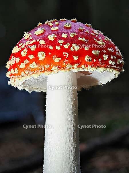 Red fly agaric (Amanita muscaria), blurred background, North Rhine-Westphalia, Germany [IBR123774796]