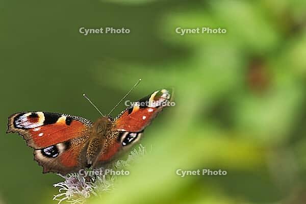 Peacock butterfly (Inachis io), Kempen, North Rhine-Westphalia, Germany [IBR123790052]