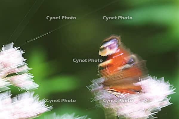 Peacock butterfly (Inachis io), Kempen, North Rhine-Westphalia, Germany [IBR123790053]