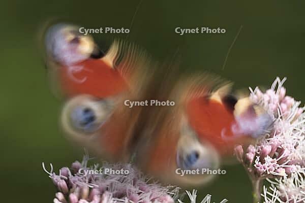 Peacock butterfly (Inachis io), Kempen, North Rhine-Westphalia, Germany [IBR123790054]