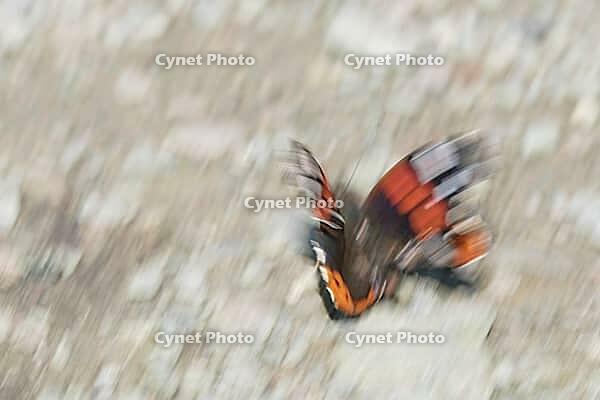 Admiral (Vanessa atalanta), Kempen, North Rhine-Westphalia, Germany [IBR123790055]
