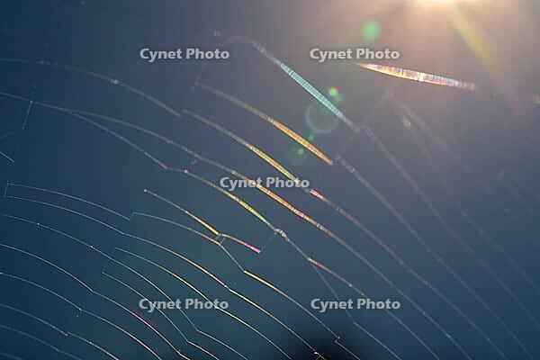 Spider web against light, Kempen, North Rhine-Westphalia, Germany [IBR123790059]