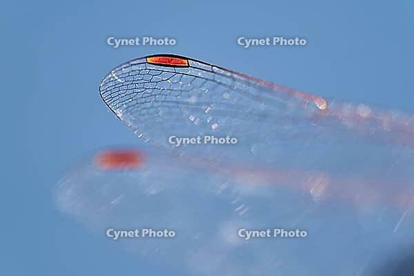 Detail of dragonfly wings, Kempen, North Rhine-Westphalia, Germany [IBR123790061]