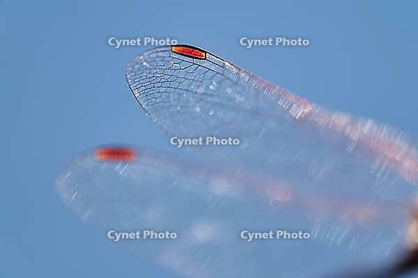 Detail of dragonfly wings, Kempen, North Rhine-Westphalia, Germany [IBR123790062]
