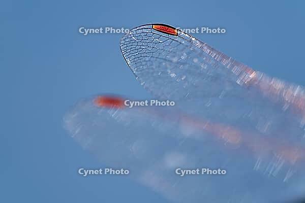 Detail of dragonfly wings, Kempen, North Rhine-Westphalia, Germany [IBR123790063]