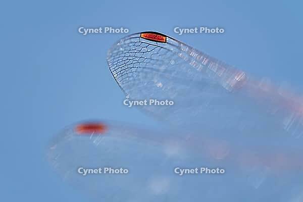Detail of dragonfly wings, Kempen, North Rhine-Westphalia, Germany [IBR123790064]