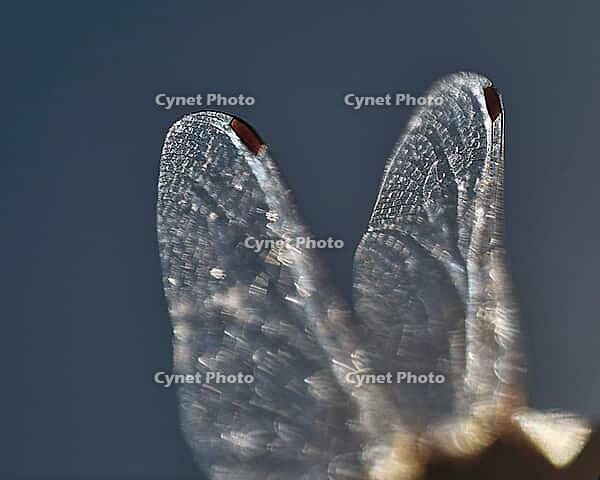 Detail of dragonfly wings, Kempen, North Rhine-Westphalia, Germany [IBR123790065]