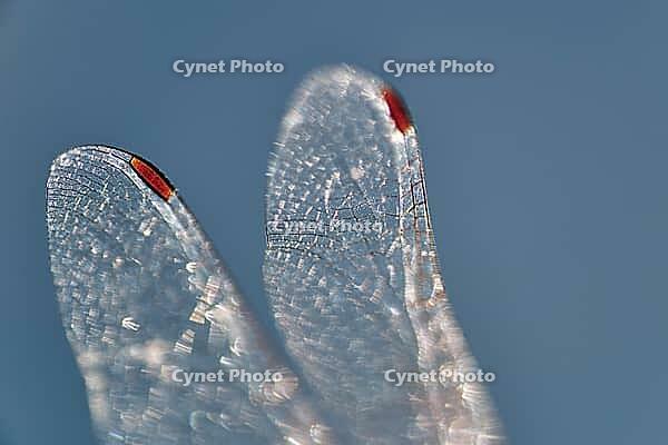 Detail of dragonfly wings, Kempen, North Rhine-Westphalia, Germany [IBR123790066]