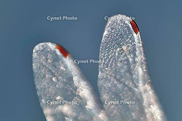 Detail of dragonfly wings, Kempen, North Rhine-Westphalia, Germany [IBR123790067]