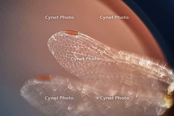 Detail of dragonfly wings, Kempen, North Rhine-Westphalia, Germany [IBR123790069]