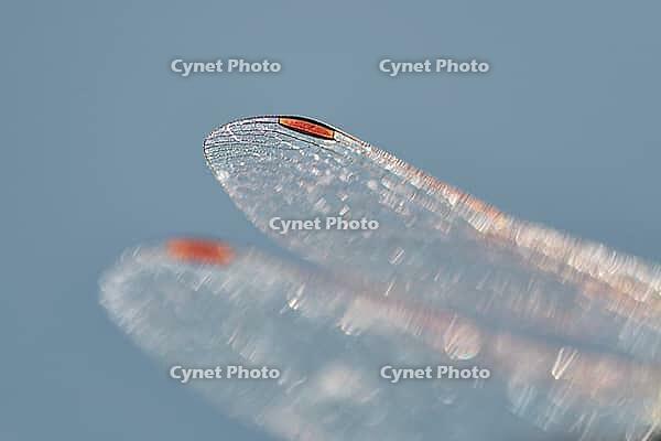 Detail of dragonfly wings, Kempen, North Rhine-Westphalia, Germany [IBR123790070]