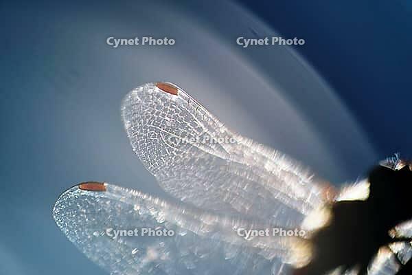Detail of dragonfly wings, Kempen, North Rhine-Westphalia, Germany [IBR123790072]