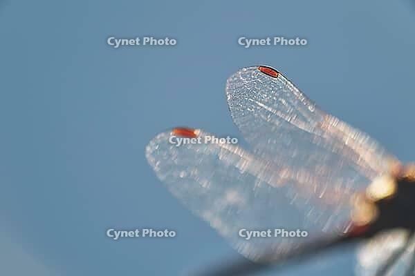 Detail of dragonfly wings, Kempen, North Rhine-Westphalia, Germany [IBR123790073]