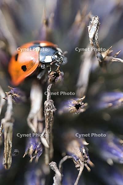 Seven-spot ladybird (Coccinella septempunctata), on globe thistle (Echinops), Kempen, North Rhine-Westphalia, Germany [IBR123790075]