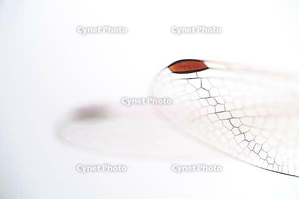 Detail of dragonfly wings, Kempen, North Rhine-Westphalia, Germany [IBR123790076]