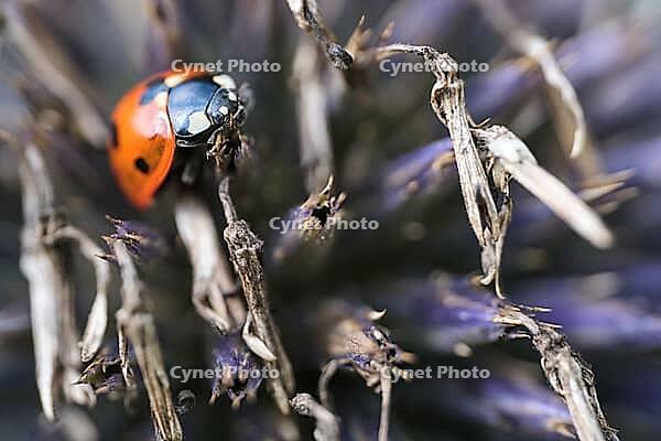 Seven-spot ladybird (Coccinella septempunctata), on globe thistle (Echinops), Kempen, North Rhine-Westphalia, Germany [IBR123790077]