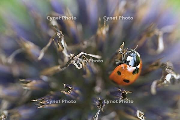 Seven-spot ladybird (Coccinella septempunctata), on globe thistle (Echinops), Kempen, North Rhine-Westphalia, Germany [IBR123790078]