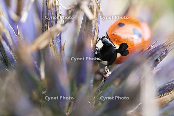 Seven-spot ladybird (Coccinella septempunctata), on globe thistle (Echinops), Kempen, North Rhine-Westphalia, Germany [IBR123790079]