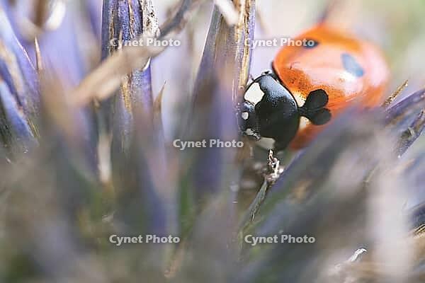 Seven-spot ladybird (Coccinella septempunctata), on globe thistle (Echinops), Kempen, North Rhine-Westphalia, Germany [IBR123790080]