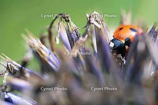 Seven-spot ladybird (Coccinella septempunctata), on globe thistle (Echinops), Kempen, North Rhine-Westphalia, Germany [IBR123790081]
