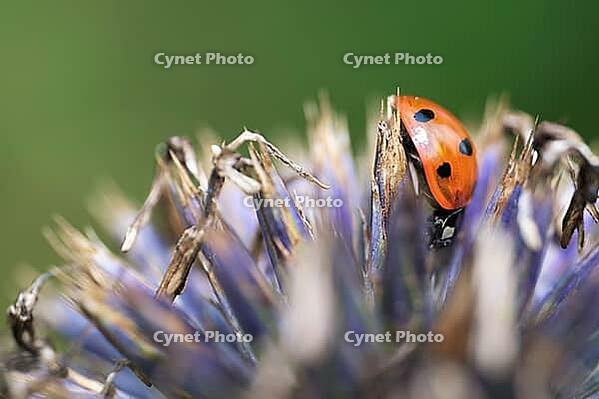Seven-spot ladybird (Coccinella septempunctata), on globe thistle (Echinops), Kempen, North Rhine-Westphalia, Germany [IBR123790082]
