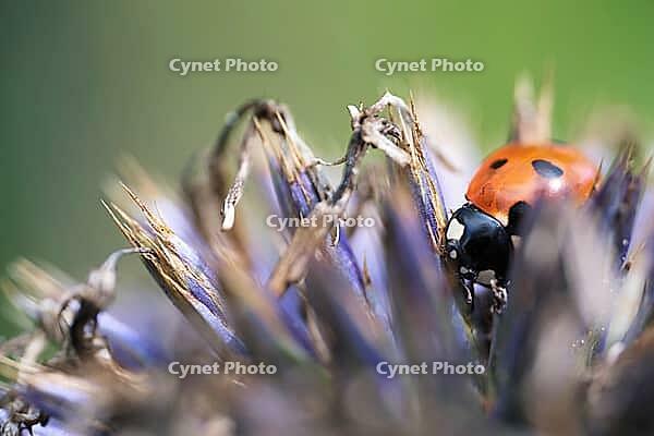 Seven-spot ladybird (Coccinella septempunctata), on globe thistle (Echinops), Kempen, North Rhine-Westphalia, Germany [IBR123790083]