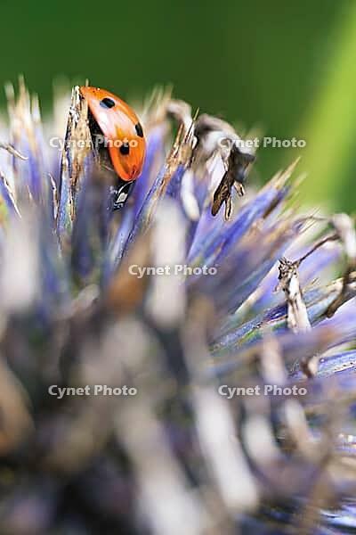 Seven-spot ladybird (Coccinella septempunctata), on globe thistle (Echinops), Kempen, North Rhine-Westphalia, Germany [IBR123790084]