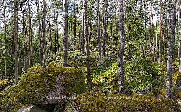 Ostgota trail, a sometimes breathtaking nature trail in Sweden, Boxholm, Sverige [IBR123790085]
