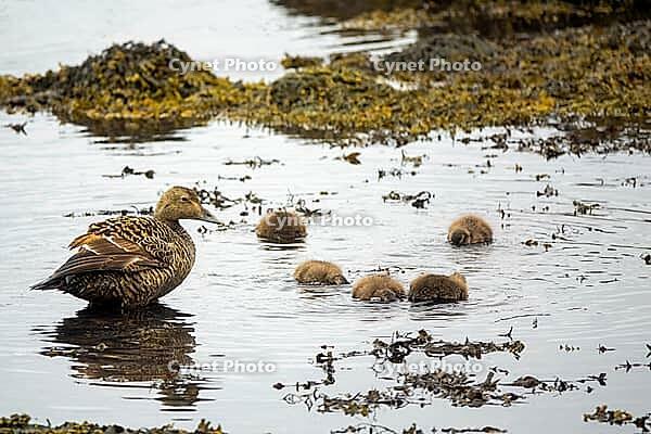 Common Eider hen with ducklings [IBR123790086]